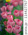 チューリップ（2024年5月） 114427767
