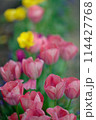 チューリップ（2024年5月） 114427768