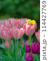 チューリップ（2024年5月） 114427769