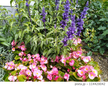 春咲きのバラ　春のバラ園 114428042