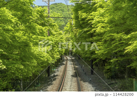 叡山電車　市原駅～二ノ瀬駅間「もみじのトンネル」 114428200