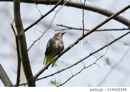 枝にとまるコムクドリ 114428340
