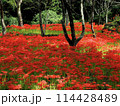 愛媛県窪野町の彼岸花 114428489