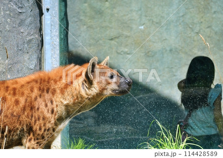 ブチハイエナ　(札幌市円山動物園) 114428589