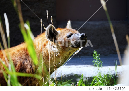 ブチハイエナ (札幌市円山動物園) ブチハイエナ (札幌市円山動物園) 114428592