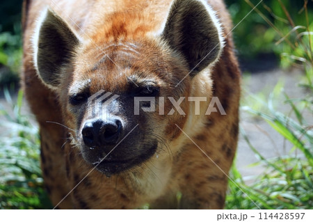 ブチハイエナ　(札幌市円山動物園) 114428597