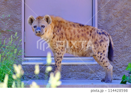 ブチハイエナ　(札幌市円山動物園) 114428598