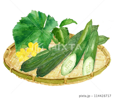 水彩で描いたザルにのったキュウリと花のイラストのセット【手描き】白バック 透過背景 114428717