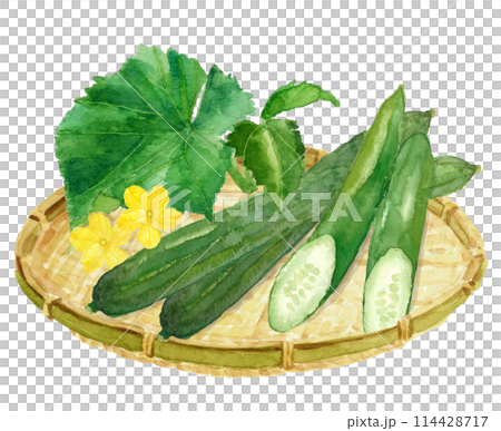 水彩で描いたザルにのったキュウリと花のイラストのセット【手描き】白バック 透過背景 114428717