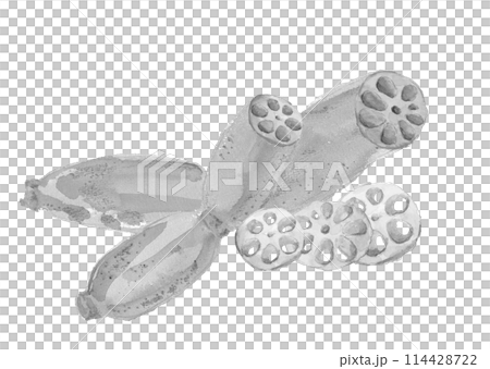 水彩畫可見切端蓮藕的單調插圖[手繪]白色背景透明背景複製空間 114428722