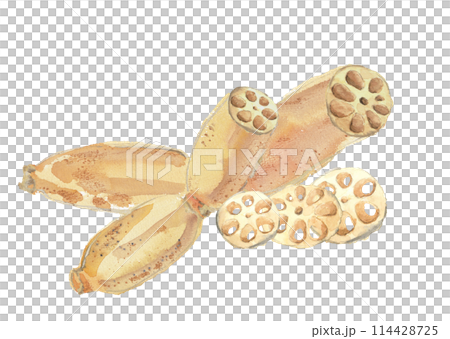 水彩畫可見切端蓮藕插圖[手繪]白色背景透明背景複製空間 114428725