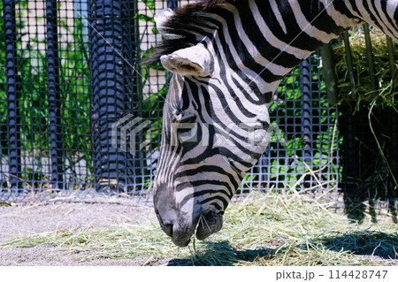 グラントシマウマ　(札幌市円山動物園) 114428747