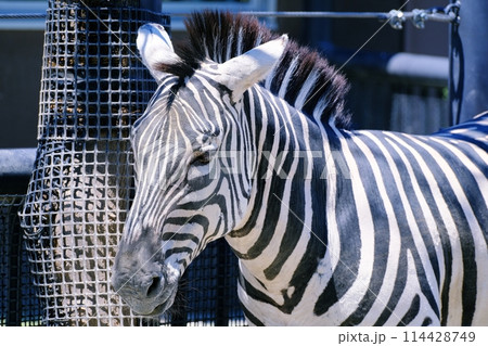 グラントシマウマ　(札幌市円山動物園) 114428749