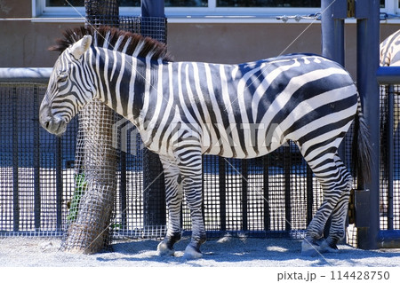 グラントシマウマ　(札幌市円山動物園) 114428750