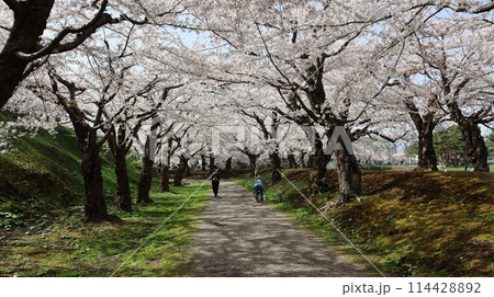 五稜郭公園　満開の桜 114428892