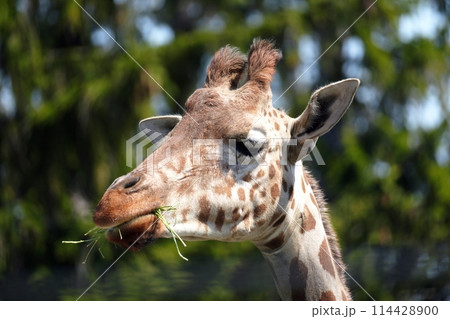 キリン (札幌市円山動物園) キリン (札幌市円山動物園) 114428900