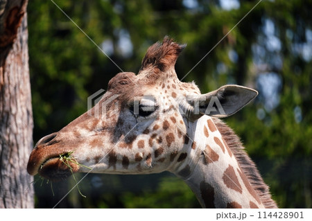 キリン　(札幌市円山動物園) 114428901