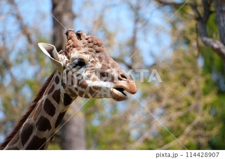 キリン (札幌市円山動物園) キリン (札幌市円山動物園) 114428907