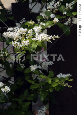 小さな花が集まって咲くハクサンボクの白い花 114429088