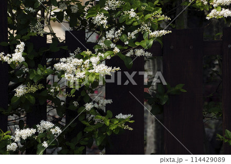 小さな花が集まって咲くハクサンボクの白い花 114429089