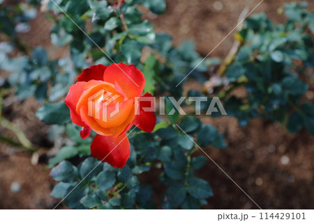 荒尾市 おもやい市民花壇 バラの花、 荒尾市 おもやい市民花壇 バラの花、 114429101