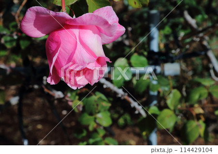 荒尾市 おもやい市民花壇 バラの花、 荒尾市 おもやい市民花壇 バラの花、 114429104
