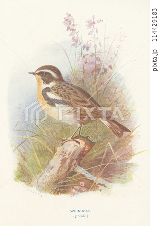 鳥類画「The Whinchat（ノビタキ）」 鳥類画「The Whinchat（ノビタキ）」（マミジロノビタキ (眉白野