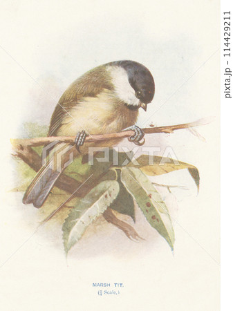 ヨーロッパ　鳥の図鑑　ハシブトガラ 114429211