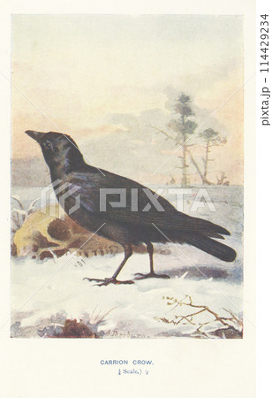 ヨーロッパ 鳥の図鑑 ハシボソガラス ヨーロッパ 鳥の図鑑 ハシボソガラス 114429234