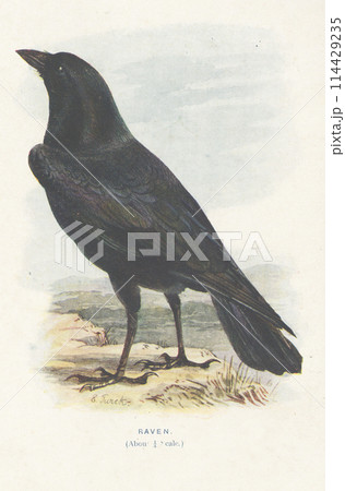 ヨーロッパ 鳥の図鑑 ワタリガラス ヨーロッパ 鳥の図鑑 ワタリガラス 114429235