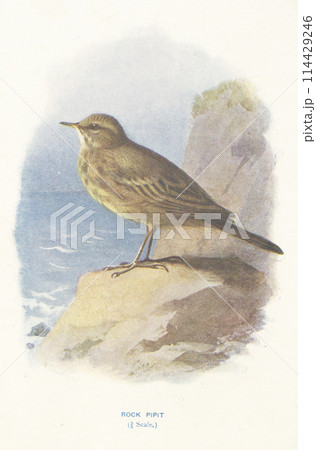 ヨーロッパ　鳥の図鑑　ヨーロッパタヒバリ 114429246