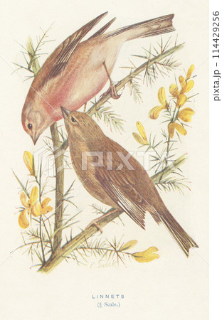 ヨーロッパ　鳥の図鑑　ムネアカヒワ 114429256