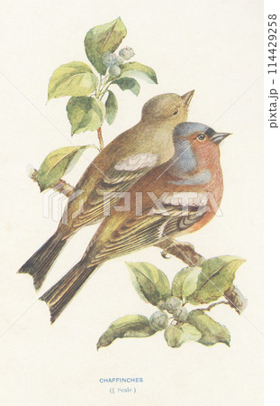 ヨーロッパ 鳥の図鑑 ズアオアトリ ヨーロッパ 鳥の図鑑 ズアオアトリ 114429258