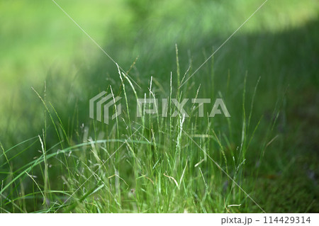 初夏のカゼクサ(風草) 初夏のカゼクサ(風草) 114429314