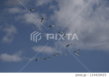 青空を飛ぶ白鳥の群れ 青空を飛ぶ白鳥の群れ 114429425