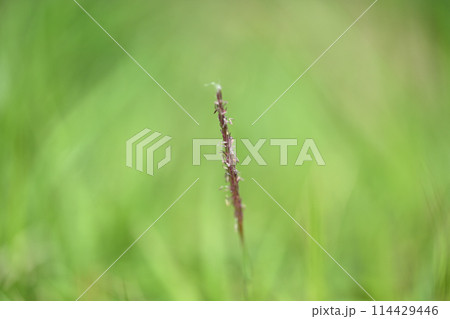 チガヤ（千萱）の穂 114429446