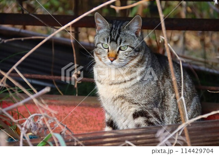 里山の廃棄物置場で見つめる野良猫 里山の廃棄物置場で見つめる野良猫 114429704