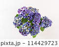 背景が白の俯瞰から見る紫のあじさいのフラワーアレンジメント 114429723