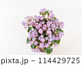 背景が白の俯瞰から見るピンクのあじさいのフラワーアレンジメント 114429725