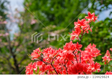 ツツジの花びら ツツジの花びら 114429824