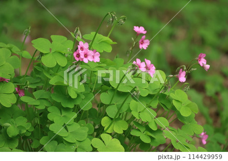 春の野に群生して咲くピンク色のイモカタバミの花 114429959
