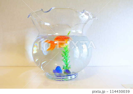 キンギョ　金魚　魚　夏　日本　和 114430039