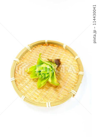 フキノトウ　ふきのとう　蕗の薹 114430041