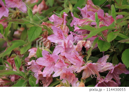 開花したピンク色のモチツツジの花 114430055