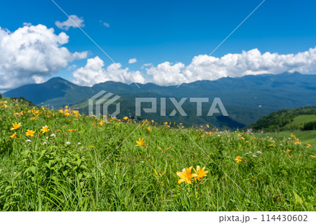 長野県茅野市　夏の車山高原の黄色いニッコウキスゲの花と山並み 114430602