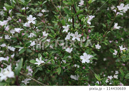 開花したたくさんの白いハクチョウゲの花 開花したたくさんの白いハクチョウゲの花 114430689