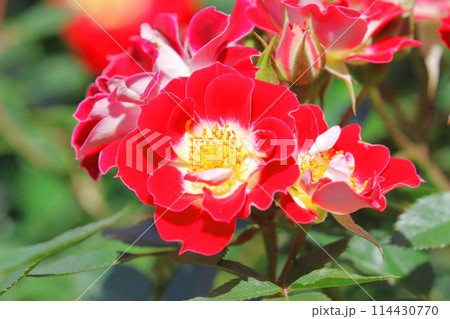 薔薇(つるリトル・アーティスト) 薔薇(つるリトル・アーティスト) 114430770