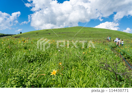 長野県茅野市　夏の車山高原の黄色いニッコウキスゲの花と散策する家族連れ 114430771