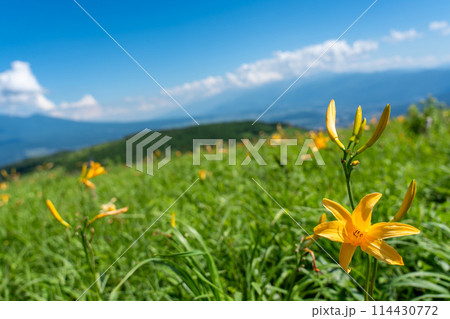 長野県茅野市　夏の車山高原の黄色いニッコウキスゲの花と山並み 114430772