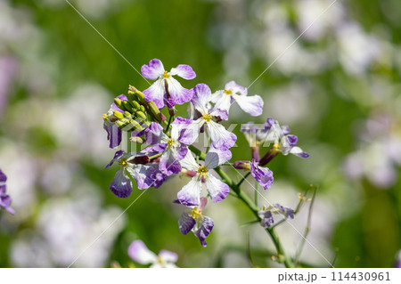 ハマダイコン 114430961